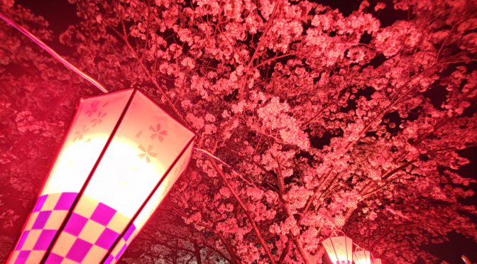 武庫川沿いの夜桜見物